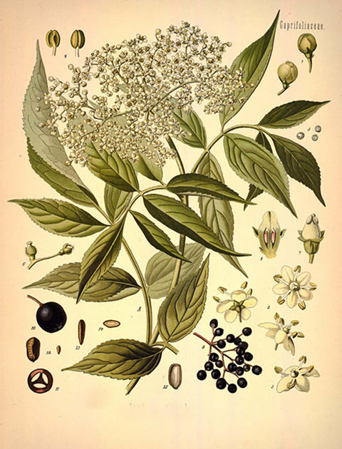 All About Elderberry with Lauren Peterson of White Deer Apothecary