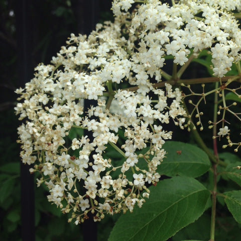 All About Elderberry with Lauren Peterson of White Deer Apothecary