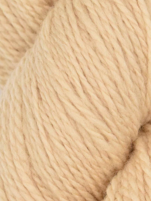 Elder Anatolian Merino