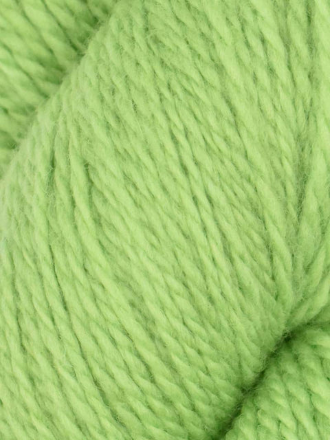 Elder Anatolian Merino